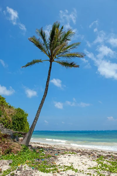 Palme in spiaggia — Foto Stock