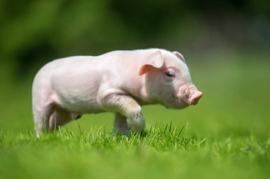 Bir çiftlikte bahar yeşil çimenlerin üzerinde yeni doğmuş domuz yavrusu
