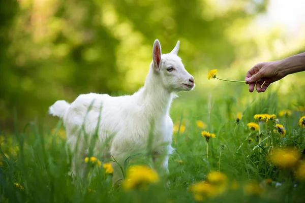 Capra su un pascolo — Foto Stock