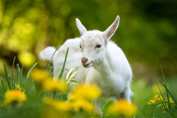 Koza na pastvinách — Stock fotografie