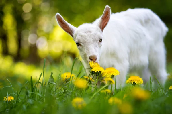 Cabra en un pasto — Foto de Stock