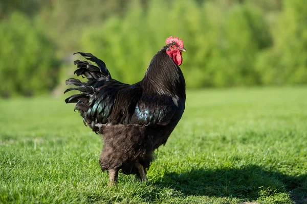 Gallo sobre hierba verde — Foto de Stock