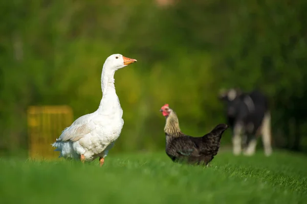 Gęś Biała, kurczaka i krowy na łące — Zdjęcie stockowe