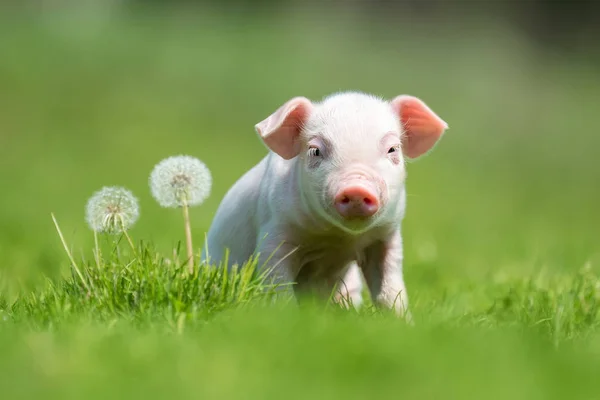 新生豚農場で春の緑の草の上 — ストック写真