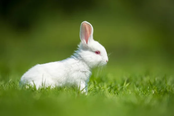 Bebé conejo blanco en la hierba — Foto de Stock