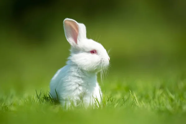 Дитячий білий кролик у траві — стокове фото