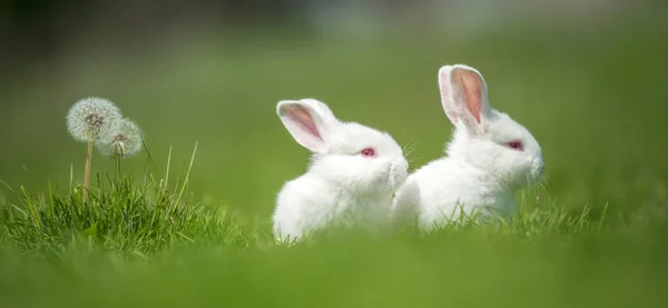 Baby wit konijn in gras — Stockfoto