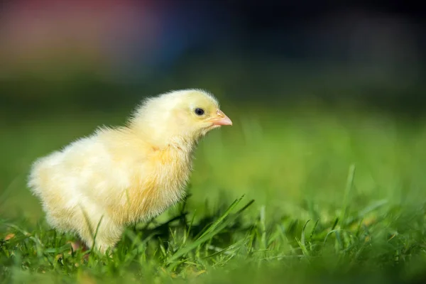 Kleines Huhn auf dem Gras — Stockfoto