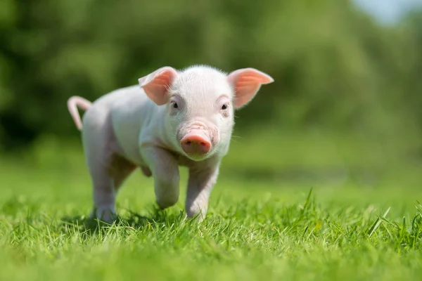 Porcelet Nouveau Sur Herbe Verte Printanière Dans Une Ferme — Photo