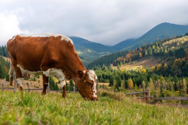 Dağlarda çayırdaki kahverengi inek