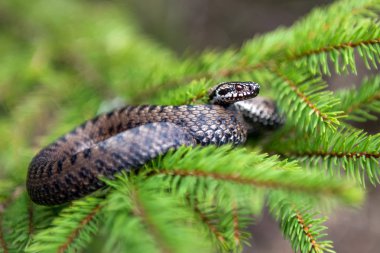 Vipera berus zehirli yılan yazın ağaç dalında
