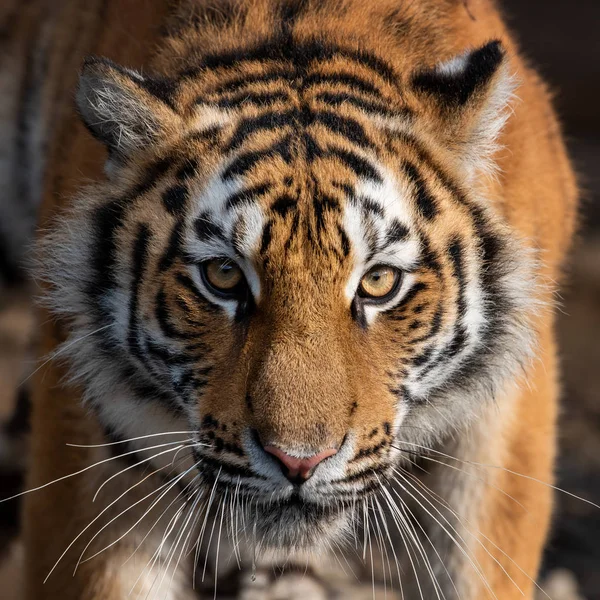 Närbild visa porträtt av en sibirisk tiger — Stockfoto