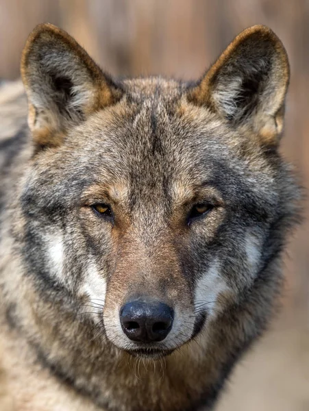 Retrato de cerca de un lobo gris (Canis Lupus ) — Foto de Stock