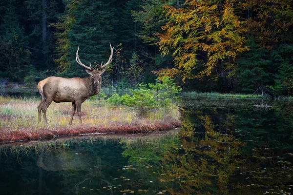 Gyönyörű szarvas áll az őszi erdei tó partján — Stock Fotó