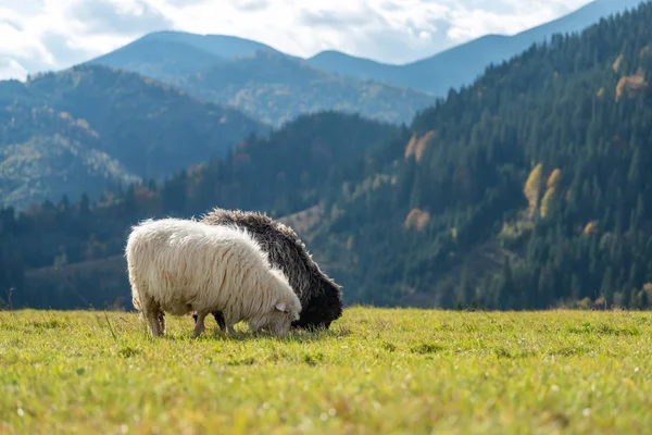 山の牧草地の羊 — ストック写真