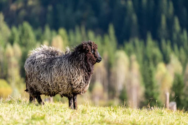 Овцы на пастбище в горах — стоковое фото