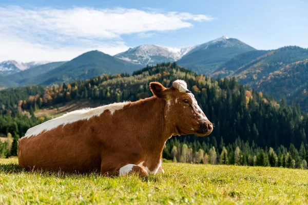 Bruine koe op weide in de bergen — Stockfoto