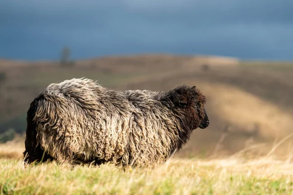 Πρόβατο στο θέμα της βοσκής στα βουνά — Φωτογραφία Αρχείου