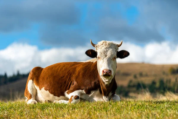 Brown cow on pasture in mountains — Stock Photo, Image