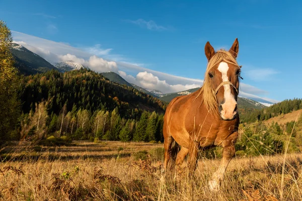 山の谷の牧草地で茶色の馬 — ストック写真