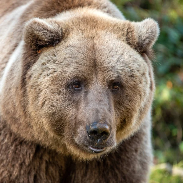 茶色いクマの美しいクローズアップ肖像画 — ストック写真