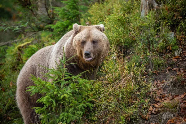 Ours brun dans la forêt d'automne — Photo