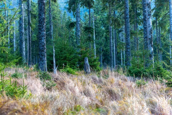 Dennenbos in de herfst met droog gras — Stockfoto