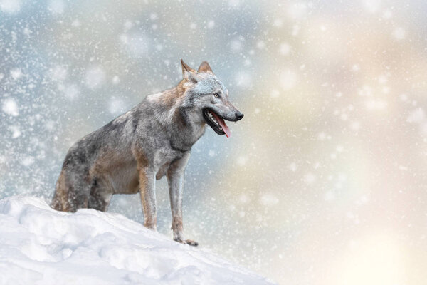 Wolf in a snow on Christmas background. Winter wonderland. New Year card.