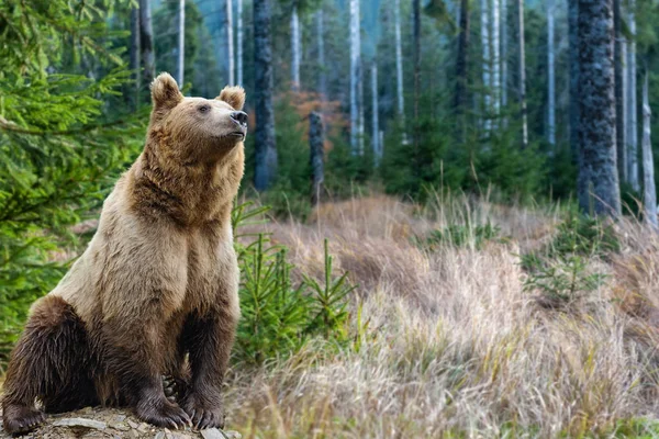 자연에서 갈색 곰 (우수 스 arctos) — 스톡 사진