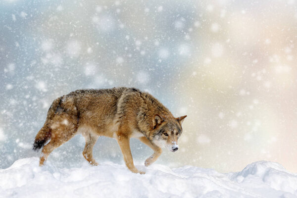 Wolf in a snow on Christmas background. Winter wonderland. New Year card.