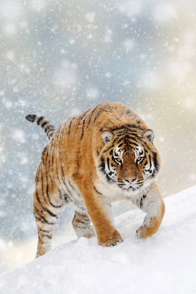 Tiger im Schnee auf weihnachtlichem Hintergrund — Stockfoto