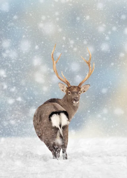 Rådjur i en snö på julbakgrund — Stockfoto
