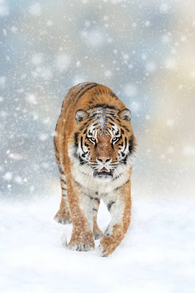 Tiger in a snow on Christmas background — Stock Photo, Image