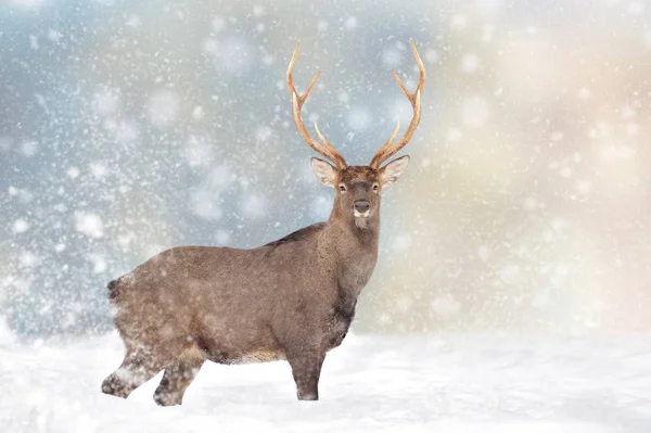 Rådjur i en snö på julbakgrund — Stockfoto