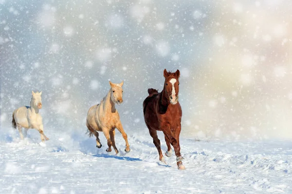 Häst i snö på julen bakgrund — Stockfoto