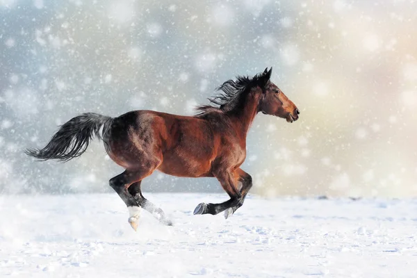 Häst i snö på julen bakgrund — Stockfoto