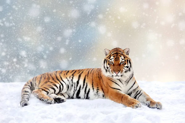 Tygrys w śniegu na tle Bożego Narodzenia — Zdjęcie stockowe
