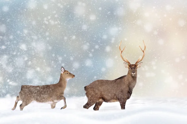 El ciervo en la nieve sobre el fondo navideño — Foto de Stock