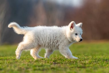 Beyaz İsviçre çoban köpeği portresi.
