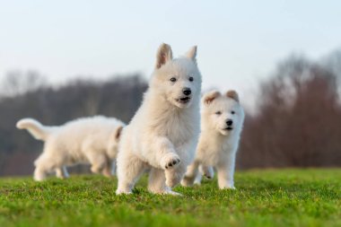 Beyaz İsviçre çoban köpeği portresi.