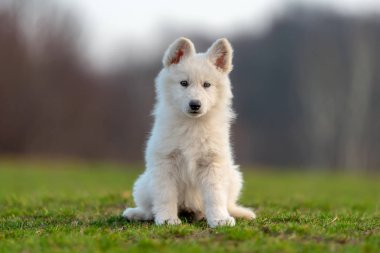 Beyaz İsviçre çoban köpeği portresi.