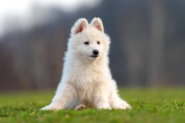 Beyaz İsviçre çoban köpeği portresi.