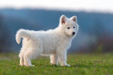 Beyaz İsviçre çoban köpeği portresi.