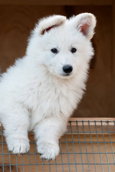 Puppy cute White Swiss Shepherd dog portrait in cage — Stock Photo, Image