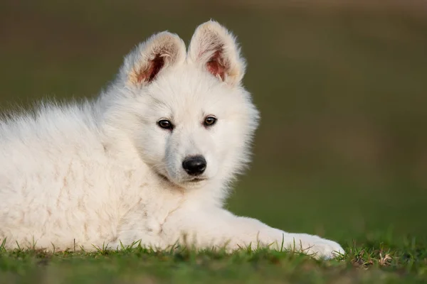 Κουτάβι χαριτωμένο Λευκό ελβετικό Shepherd σκυλί πορτρέτο στο λιβάδι — Φωτογραφία Αρχείου