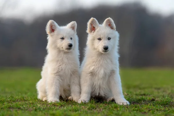 ลูกสุนัขน่ารักสีขาวสวิสเชพเพิร์ดภาพสุนัขบนทุ่งหญ้า — ภาพถ่ายสต็อก