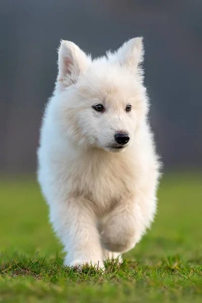 Щенок милый белый швейцарский портрет собаки овчарки на лугу — стоковое фото