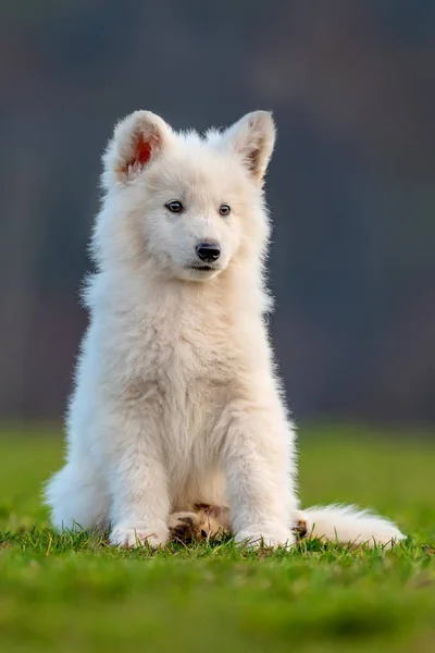 Filhote de cachorro bonito branco suíço cão pastor retrato no prado — Fotografia de Stock