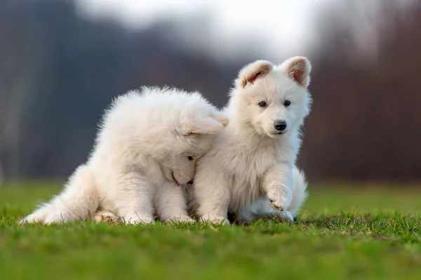 Puppy schattig wit Zwitserse herder hond portret op weide — Stockfoto