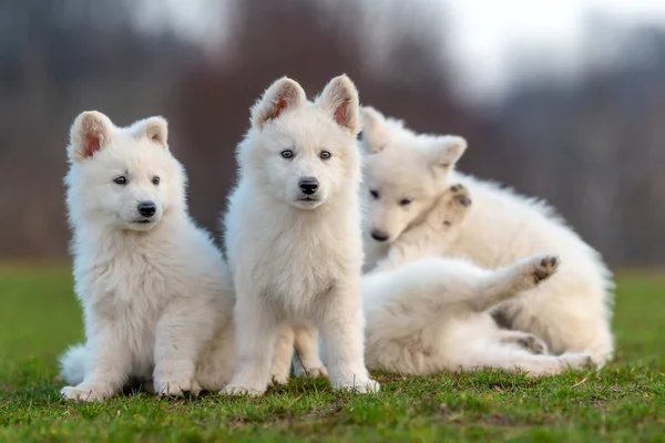 Filhote de cachorro bonito branco suíço cão pastor retrato no prado — Fotografia de Stock